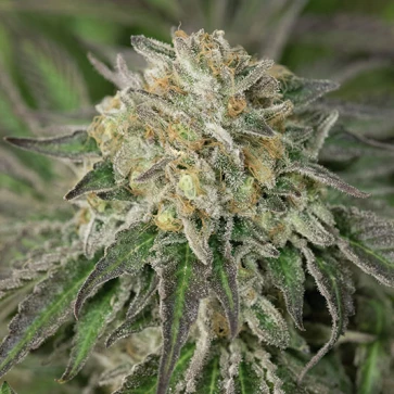 Насіння конопель Sour Diesel Feminised Silver