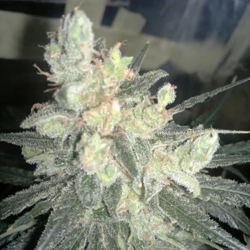 Семена конопли Super Lime Haze Feminised Silver