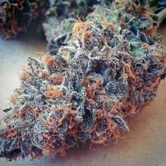 Семена конопли Ultimate Purple Silver