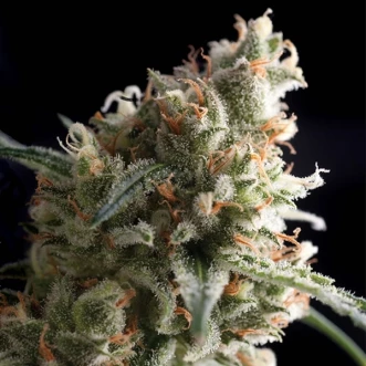 Семена конопли Ultra Hash Silver