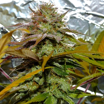 Насіння конопель White Diesel Haze Feminised Silver