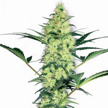 Насіння конопель White Diesel Silver