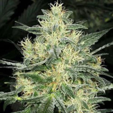 Семена конопли White Russian Feminised Silver