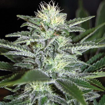 Семена конопли White Widow Feminised Silver