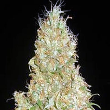 Насіння конопель White Widow x Jack Herer Feminised Silver