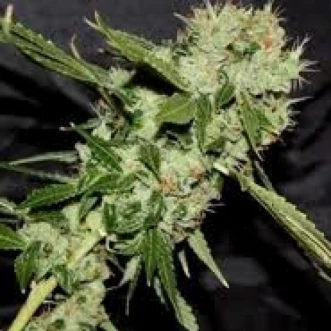 Chaze Hemp Seeds