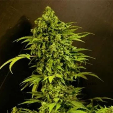 Auto Mass Feminised Hemp Seeds