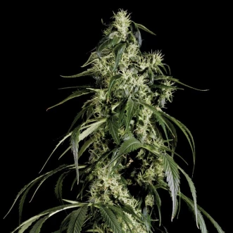 Mango Haze Feminised Hemp Seeds