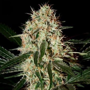 Насіння конопель Arjan's Haze 3 Feminised