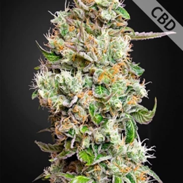 Насіння конопель Auto CBD King’s Kush Feminised