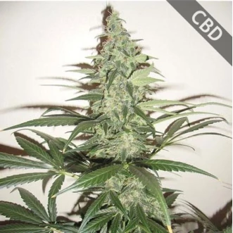 Auto CBD Super Lemon Haze Feminised Hemp Seeds