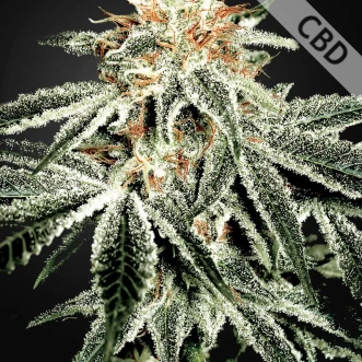 Auto CBD White Widow Feminised Hemp Seeds