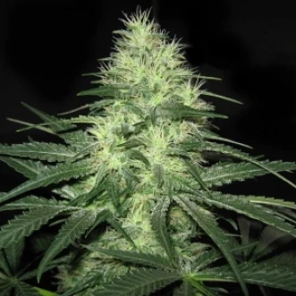 Семена конопли Auto White Widow Feminised