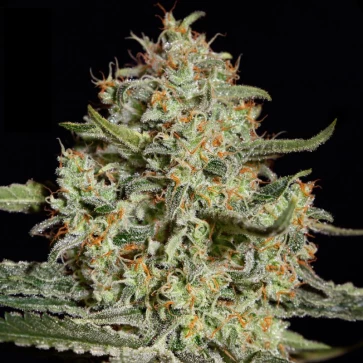 Big Bang Feminized Hemp Seeds
