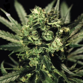 Cheese Feminised Hemp Seeds