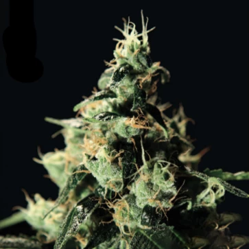 Chemdog Feminised Hemp Seeds