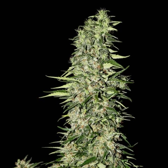 Diamond Girl Feminised Hemp Seeds