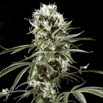 Семена конопли Auto Super Lemon Haze Feminised