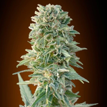 Семена конопли Auto Jack Herer Feminised