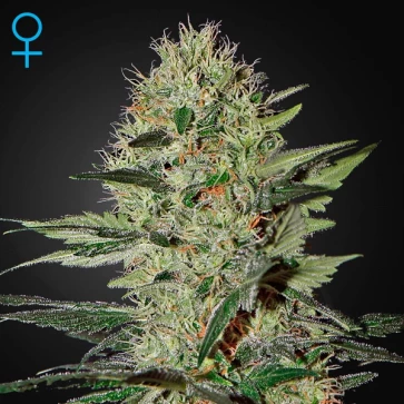 Семена конопли Auto Exodus Cheese Feminised