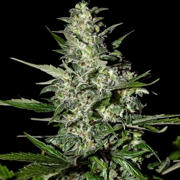 Семена конопли Auto Super Critical Feminised