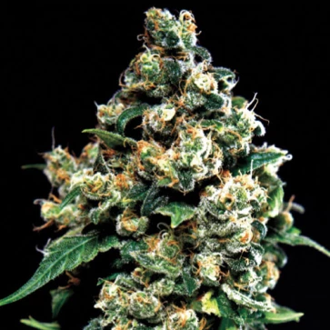 Насіння конопель Jack Herer Feminised