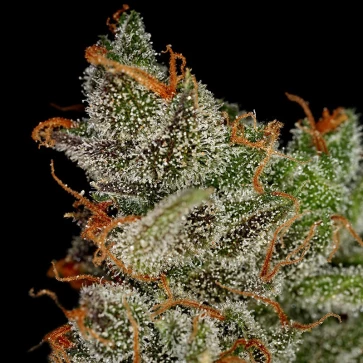 Семена конопли King's Kush Feminised