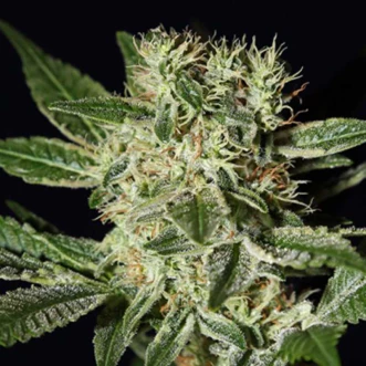 Ladyburn 1974 Feminised Hemp Seeds