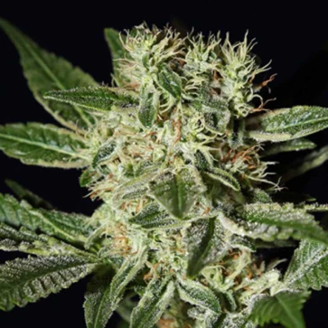 Ladyburn 1974 Feminised Hemp Seeds