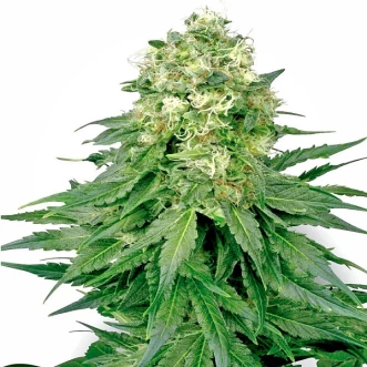 Насіння конопель White Widow Feminised