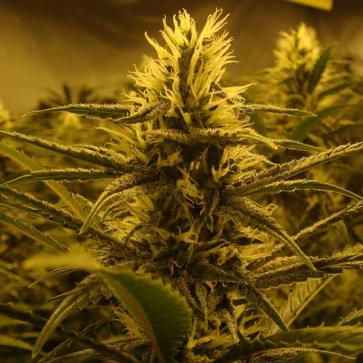 Lemon Skunk Feminised Hemp Seeds