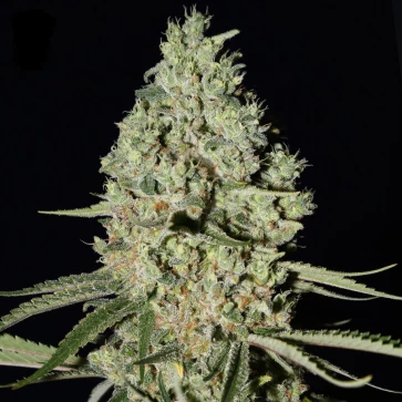 Семена конопли Super Critical Feminised