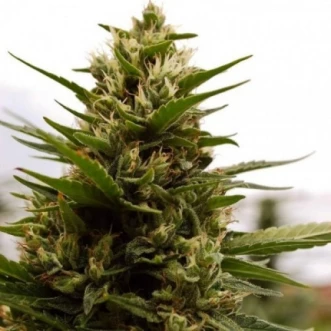 Cannabis Seeds Auto AK 47 Feminised