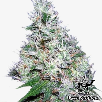 Cannabis Seeds Auto Bubble Gum Feminised