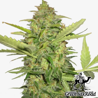 Cannabis Seeds Auto Lemon Skunk Feminised