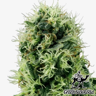 Cannabis Seeds Auto Power Plant Feminised