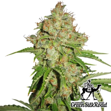 Cannabis Seeds Auto White Russian Feminised