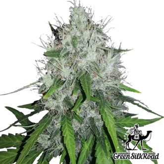 Cannabis Seeds Amnesia Feminised
