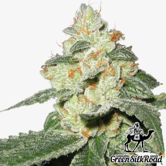 Cannabis Seeds Auto Great White Shark Feminised