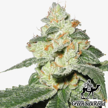 Семена конопли Auto Great White Shark Feminised