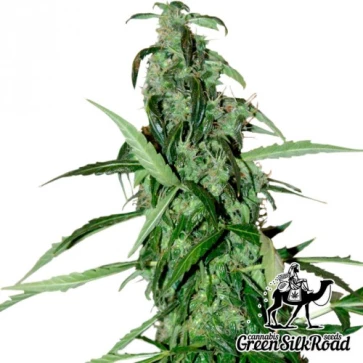 Cannabis Seeds Chronic Feminised