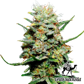 Cannabis Seeds Critical Feminised