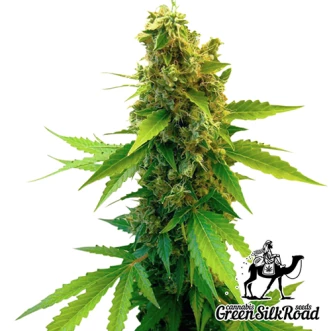 Great White Shark Feminised Hemp Seeds