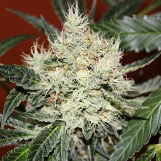 Kali Mist Feminised Hemp Seeds