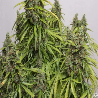 Mazar Feminised Hemp Seeds