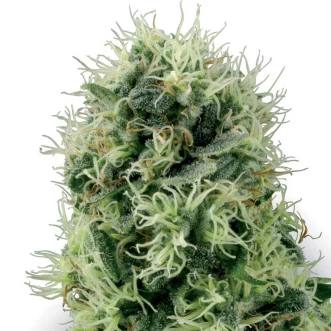 Power Plant Feminised Hemp Seeds