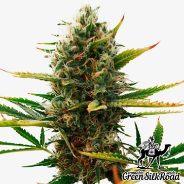 Насіння конопель Super Skunk Feminised
