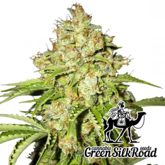 White Russian Feminised Hemp Seeds
