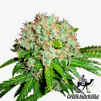 White Widow Feminised Hemp Seeds