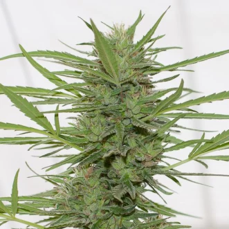 Hemp seeds Auto Dedoverde Haze Feminised
